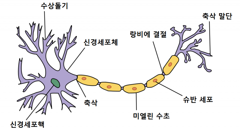 neuron